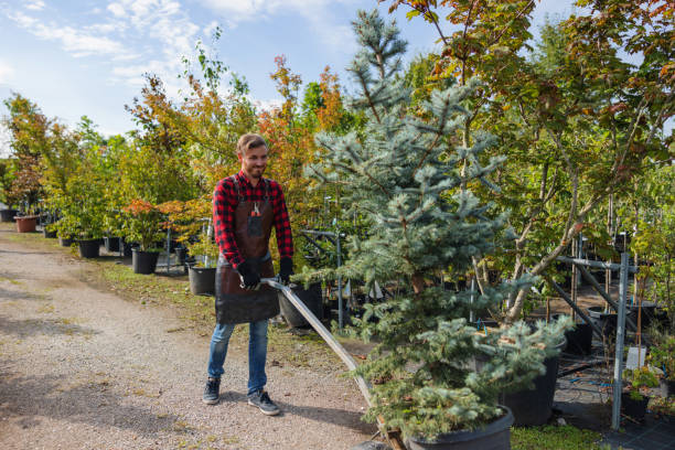 How Our Tree Care Process Works  in Altadena, CA